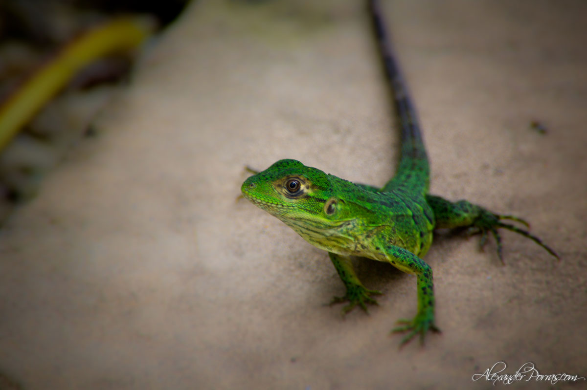 Mascota 1 - Fotografía de Alexander Porras