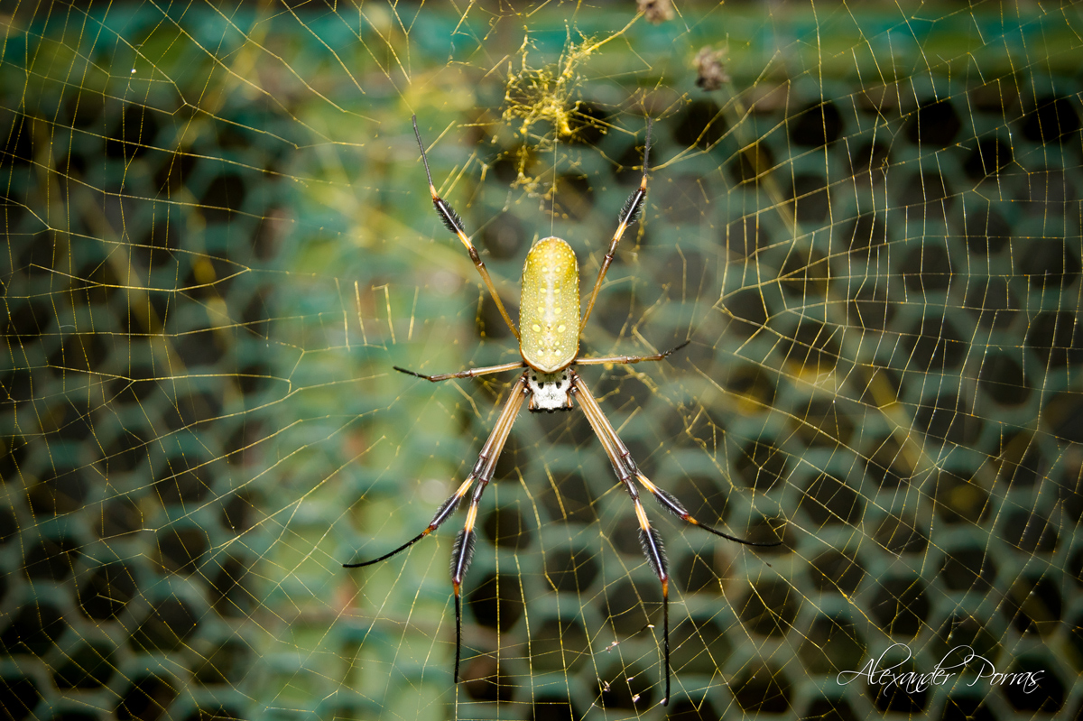 Mascota 15 - Fotografía de Alexander Porras