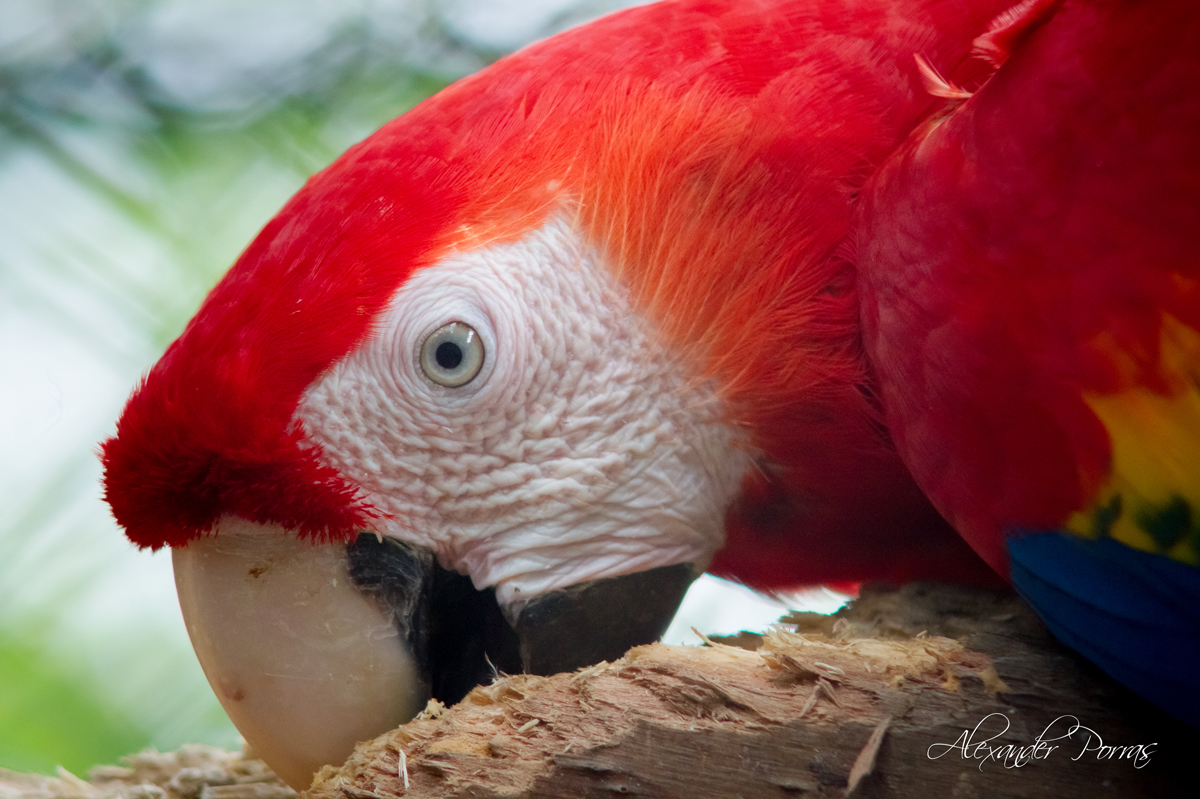 Mascota 20 - Fotografía de Alexander Porras