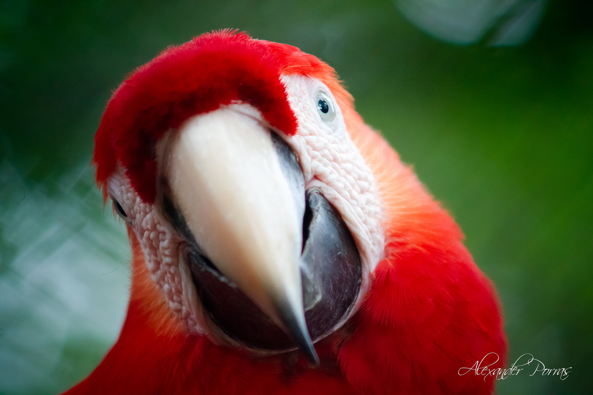 Mascota 21 - Fotografía de Alexander Porras