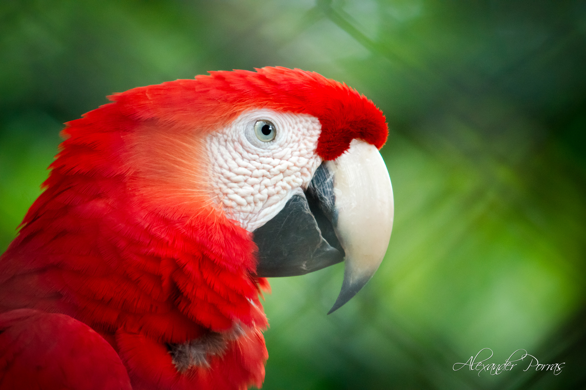 Mascota 22 - Fotografía de Alexander Porras