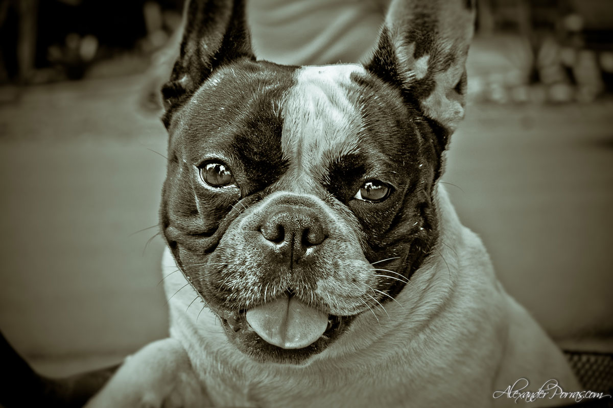 Mascota 3 - Fotografía de Alexander Porras
