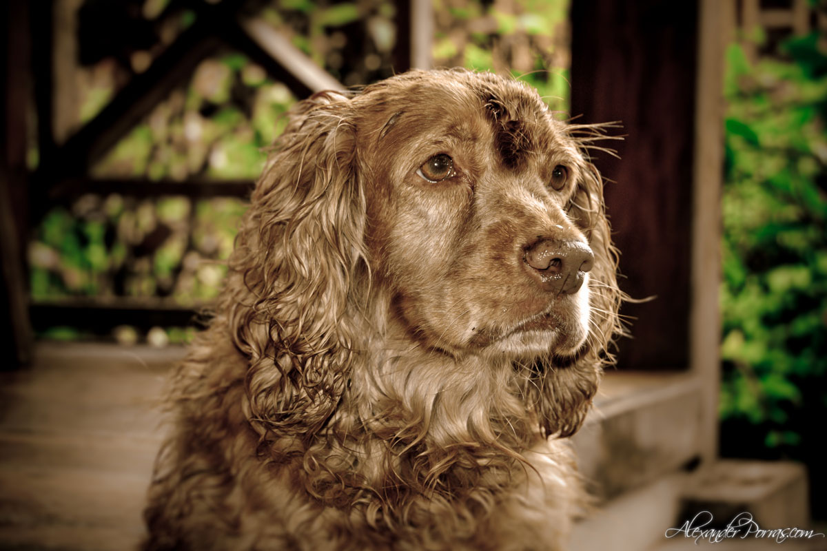 Mascota 5 - Fotografía de Alexander Porras