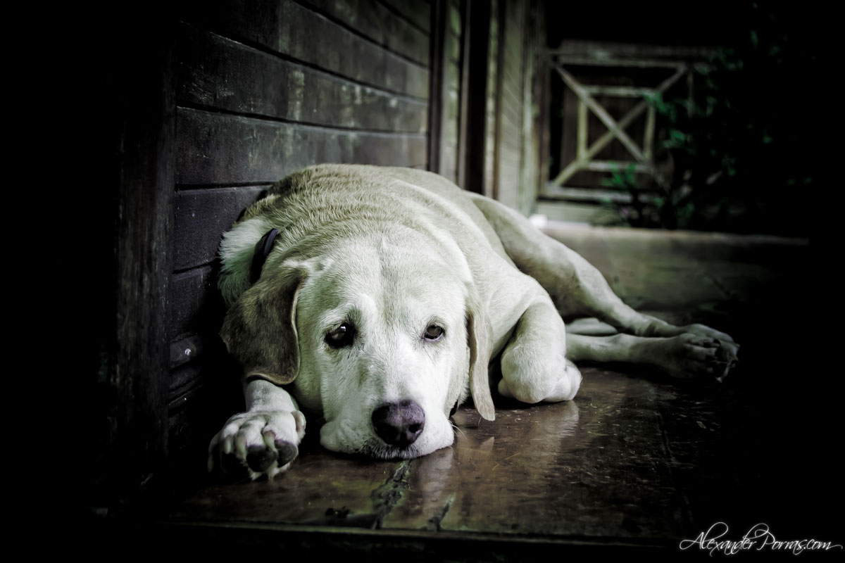 Mascota 6 - Fotografía de Alexander Porras