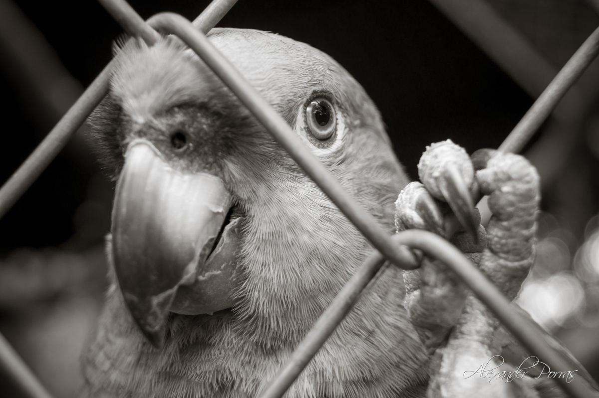 Mascota 8 - Fotografía de Alexander Porras